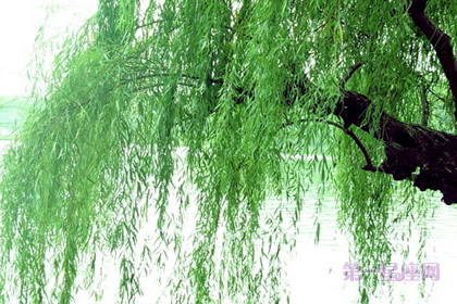 植物花语：杨柳的花语是什么？