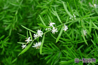 武竹的花语及象征代表意义