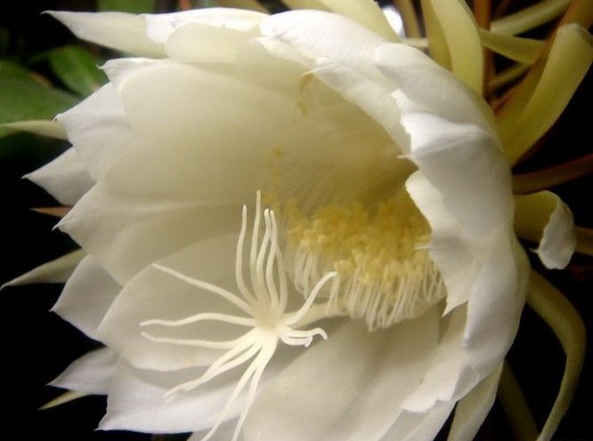 昙花长什么样？