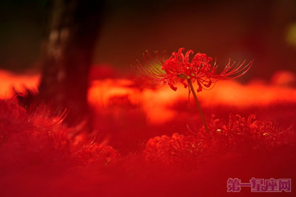 曼珠沙华花语：悲伤轮回的彼岸花