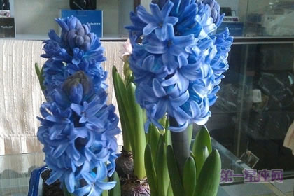 2月6生日花：蓝风信子，生日花语生命