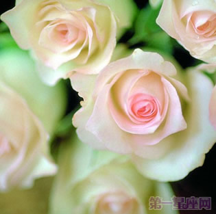 香槟玫瑰的花语是什么？