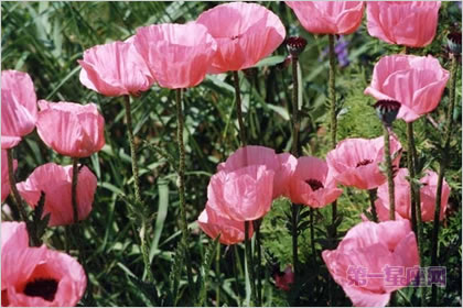 5月24日花语：东洋罂粟花，生日花语纤弱