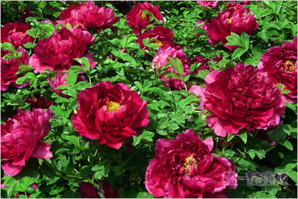 5月10日花语：普通牡丹花，生日花语引导