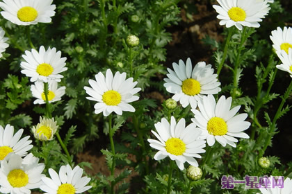 花语大全：白晶菊花语是什么？