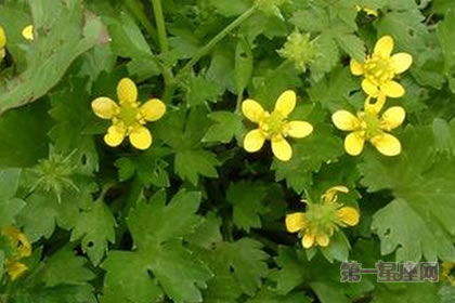 6月13日花语:毛茛,生日花语受欢迎