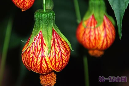 代表感恩的花语?什么花代表感恩!