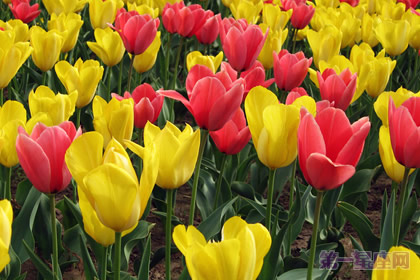 荷兰国花是什么花?郁金香