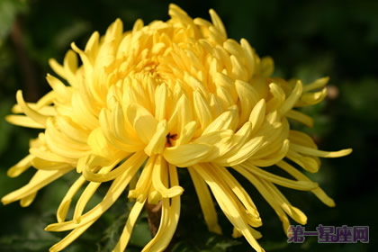 花中隐士是什么花?